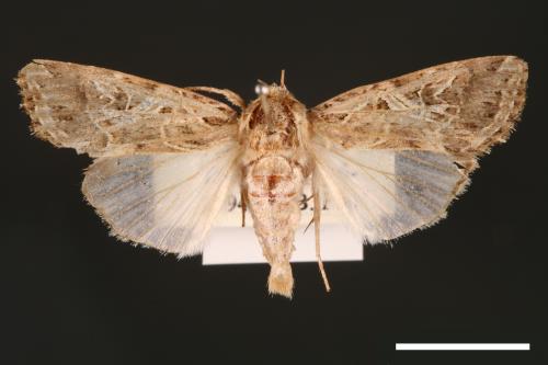 Spodoptera litura[斜紋夜蛾][00002867]