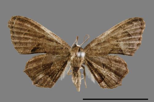 Phazaca alikangensis[里港圓翅雙尾蛾][00012554]