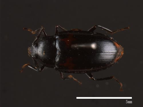 Basanus formosanus[四星擬步行蟲][00082829]