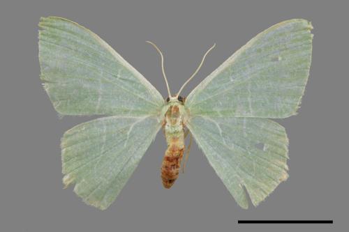 Pelagodes falsarius[弧翠尺蛾][00022201]
