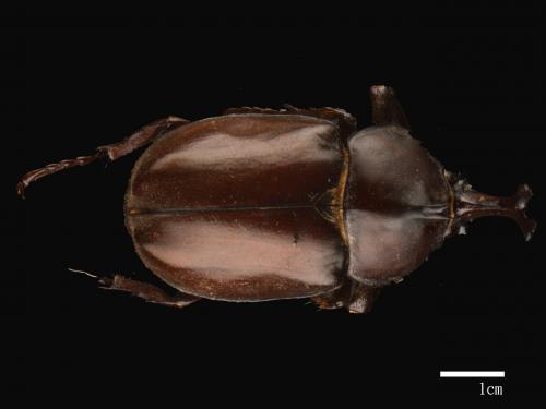 Allomyrina dichotomus[獨角仙][00043458]