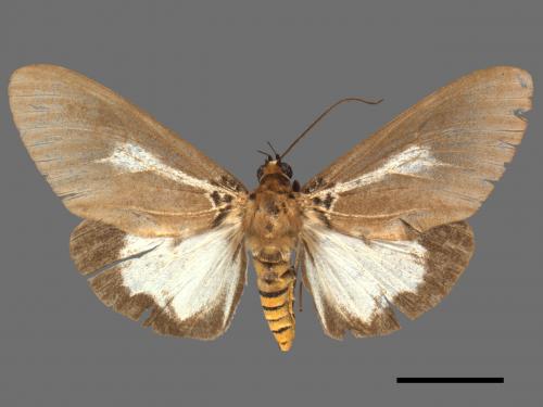 Asota heliconia zebrina[圓端擬燈蛾][00045611]