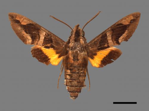 Macroglossum mitchellii imperator[背帶長喙天蛾][00016614]