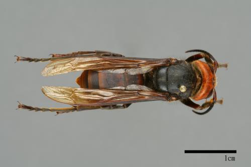 Vespa mandarinia[中華大虎頭蜂][00099390]
