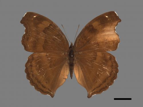 Junonia iphita[黑擬蛺蝶][00027264]