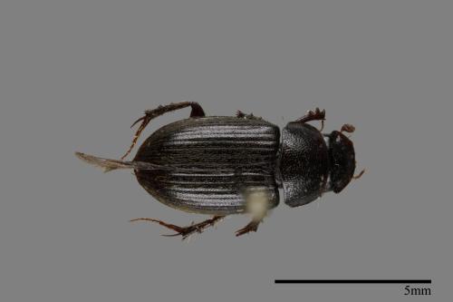 <已分類>Family：Scarabaeidae[金龜子科][00099833]