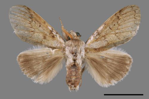 Calliteara lunulata takamukana[結茸毒蛾][00054687]
