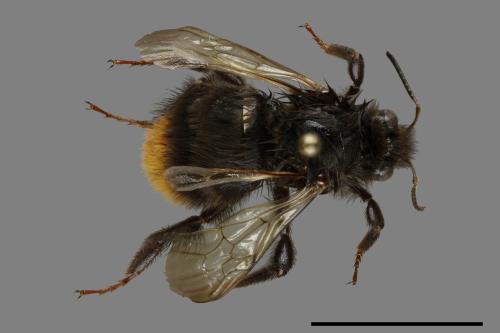 Bombus trifasciatus[威氏熊蜂][00100090]