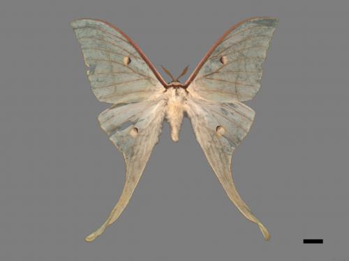 Actias selene ningpoana[長尾水青蛾][00016332]