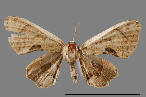 Phazaca alikangensis[里港圓翅雙尾蛾][00012599]