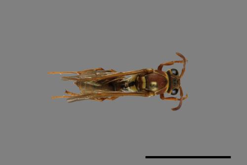 Polistes shirakii[shirakii][00072747]