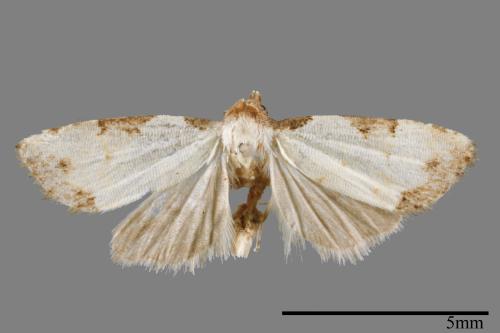 <已分類>Family：Noctuidae[夜蛾科][00008343]