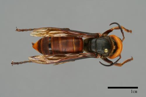 Vespa mandarinia[中華大虎頭蜂][00096392]