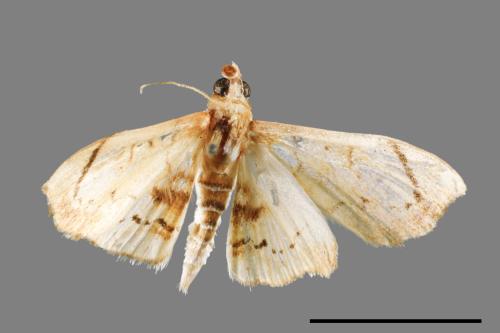 <已分類>Family：Crambidae[草螟科][00054562]
