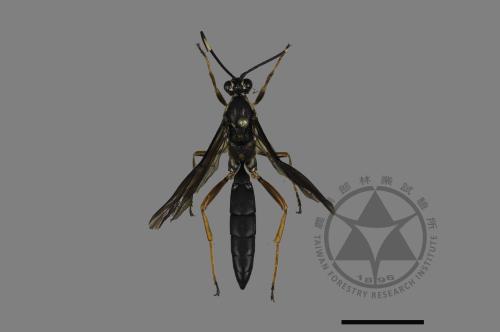 <已分類>Family：Ichneumonidae[姬蜂科][00181029]