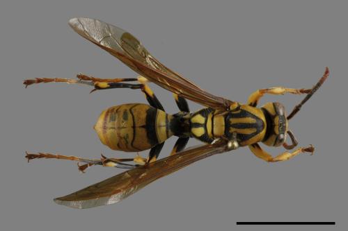 Polistes rothneyi[黃長腳蜂][00119355]