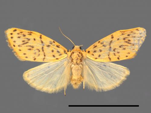 Asura alikangiae[關山豔苔蛾][00056714]