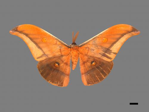 Antheraea formosana[紅目天蠶蛾][00016246]