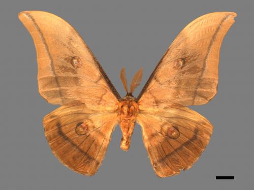 Antheraea yamamai superba[大透目天蠶蛾][00016127]