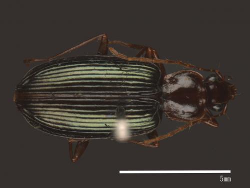 <已分類>Family：Carabidae[步行蟲科][00040107]