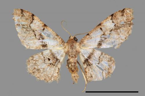 Satoblephara owadai[腹毛墨紋尺蛾][00042813]