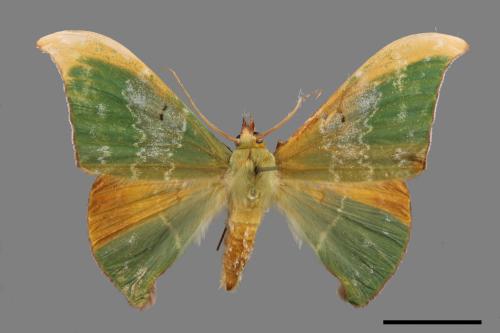 Tanaorhinus viridiluteatus[雙點鐮翅青尺蛾][00060072]