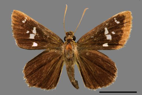 Isoteinon lamprospilus formosanus[狹翅挵蝶][00014427]