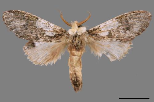 Syntypistis comatus[白斑跨舟蛾][00044214]