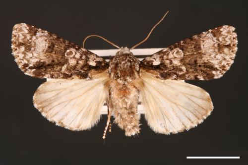 Craniophora harmandi[黑點首夜蛾][00000463]