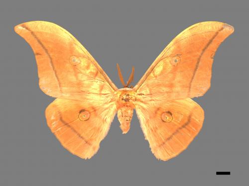 Antheraea yamamai superba[大透目天蠶蛾][00016055]