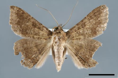<已分類>Genus：Ericeia[00006424]