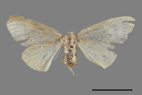 <已分類>Genus：Euproctis[00022107]