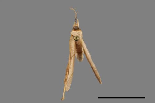 Nordstroemia semililacina[黑點雙帶鉤蛾][00020025]