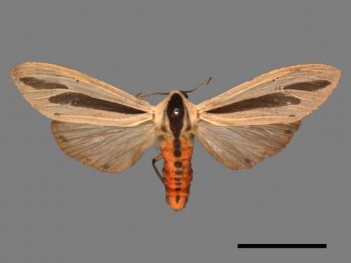 Creatonotos gangis[黑條灰燈蛾][00050565]