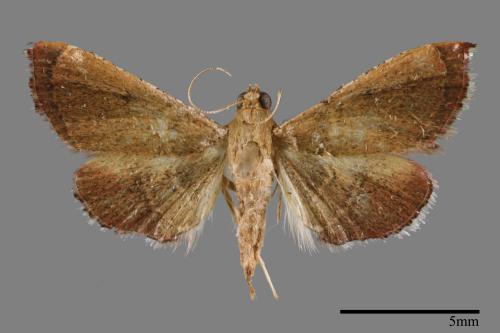 <已分類>Family：Pyralidae[螟蛾科][00025132]