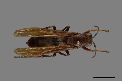 Polistes gigas[巨長腳蜂][00074303]