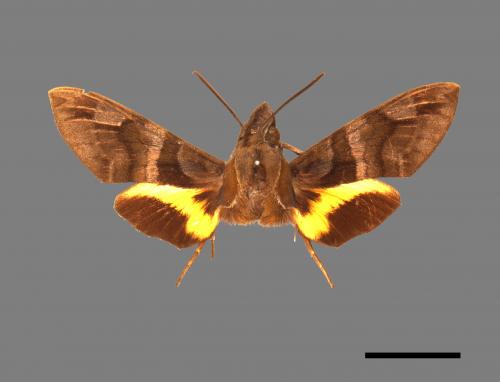 Macroglossum heliophila heliophila[九節木長喙天蛾][00016551]