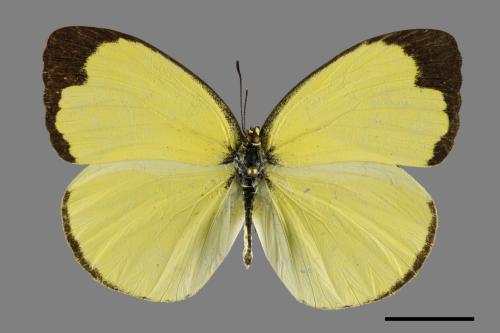 Eurema blanda arsakia[臺灣黃蝶][00093706]