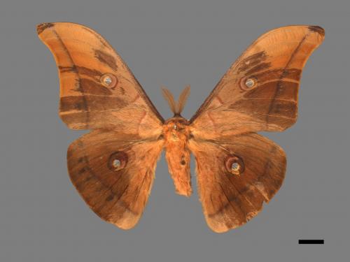 Antheraea pernyi[姬透目天蠶蛾][00016254]