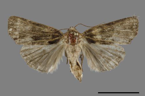 <已分類>Family：Noctuidae[夜蛾科][00099703]
