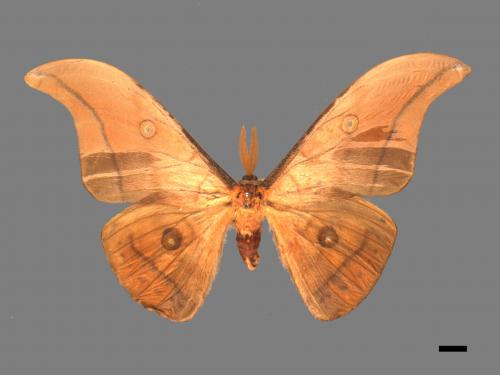 Antheraea pernyi[姬透目天蠶蛾][00016158]