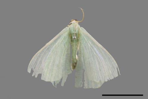 Pelagodes subquadrarius[樟青尺蛾][00019983]