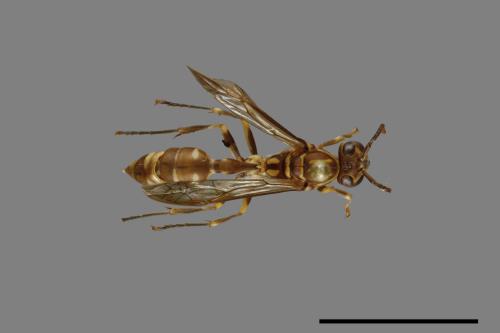 Parapolybia nodosa[叉胸異腹胡蜂][00078726]