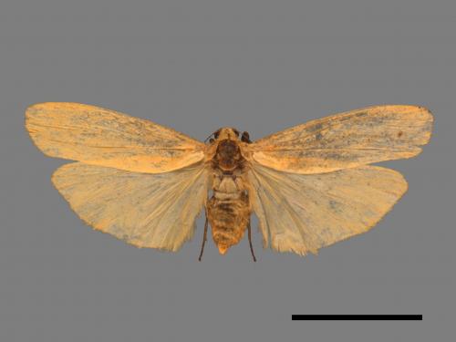 Eilema magnata[巨土苔蛾][00047895]