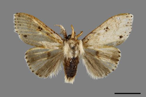 Calliteara angulata[點茸毒蛾][00071066]