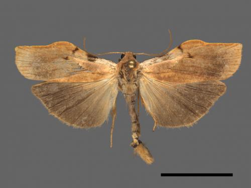 Teulisna tumida[膨圖苔蛾][00032566]