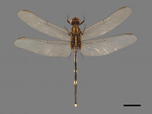 Orthetrum sabina sabina[杜松蜻蜓][00103741]