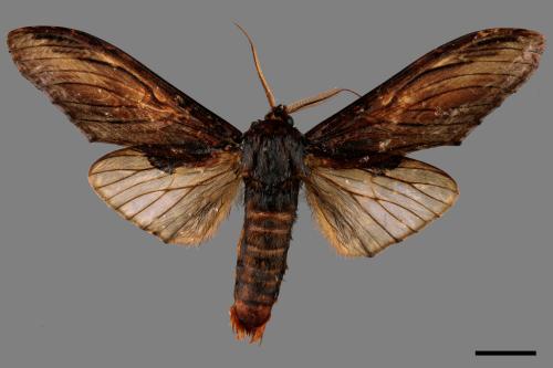 Acmeshachia gigantea[話筒舟蛾][00058726]