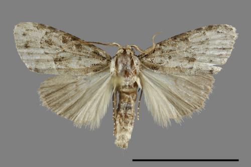 <已分類>Family：Noctuidae[夜蛾科][00091884]