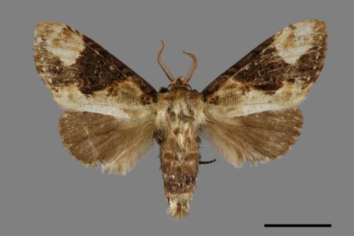 Formofentonia orbifer rotundata[圓紛舟蛾][00071021]